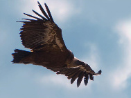 Buitre Leonado Hoces del Rio Duratón