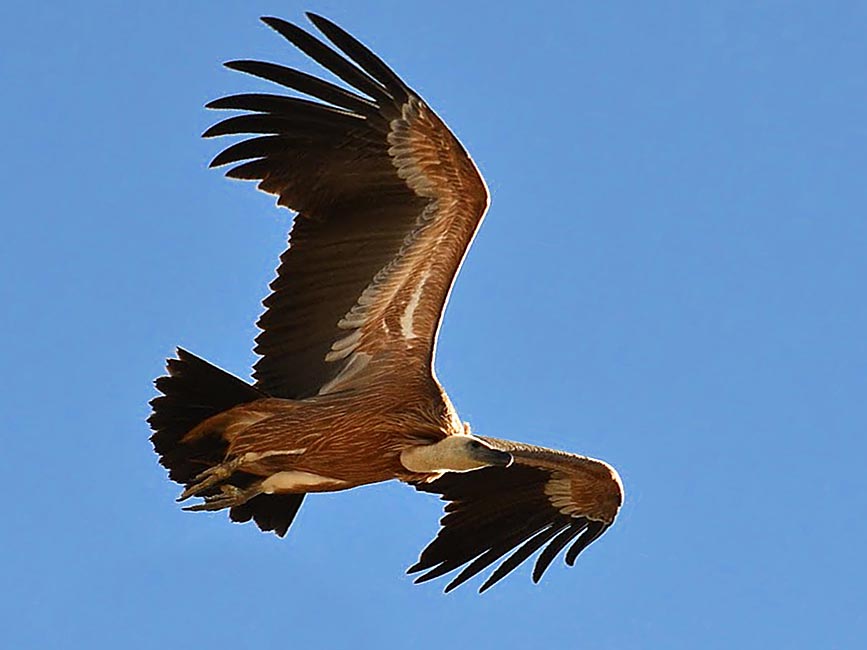 Buitre leonado sobrevolando las paredes