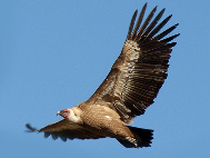 Buitre Leonado Hoces del Rio Duratón